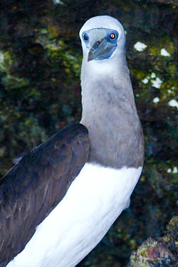 Las Marietas booby bird