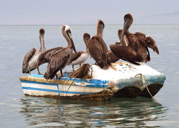 Pelicans Puerto Vallarta